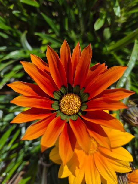 istock Vibrant Orange Gazania Close-Up 2184507743