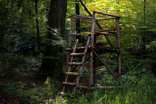 A wooden hunting stand in a lush green forest, surrounded by dense foliage and sunlight filtering through the trees.