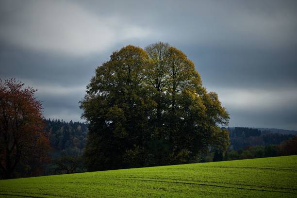 A solitary tree stands in a vibrant green field under a cloudy sky, capturing the essence of a tranquil countryside landscape.
