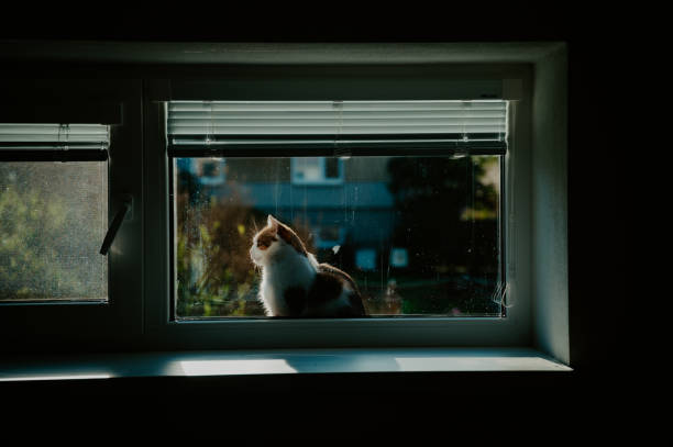 Rural scenery, Cat over the rural window resting on warm morning sun light