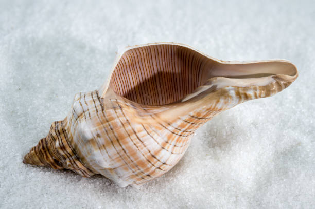 istock Trapezium fascilarium Seashell on White Sand 2184511005