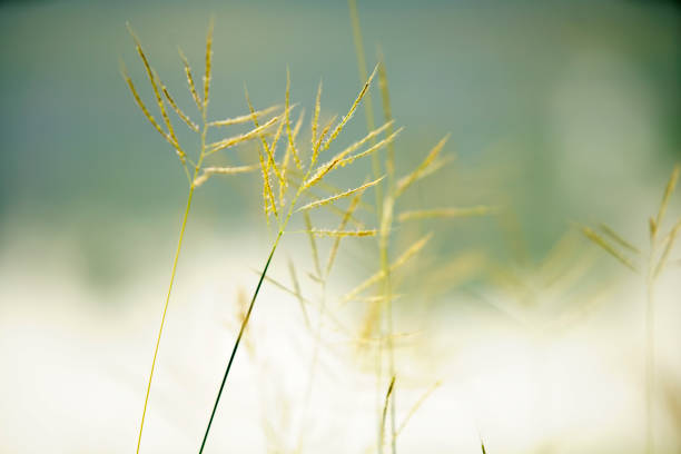 Ethereal view of golden grass swaying gently in the breeze, captured in soft focus to evoke a sense of calm and connection to nature in an outdoor setting.