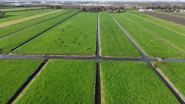 istock Aerial view of lush green fields with grazing cattle. 2184514103
