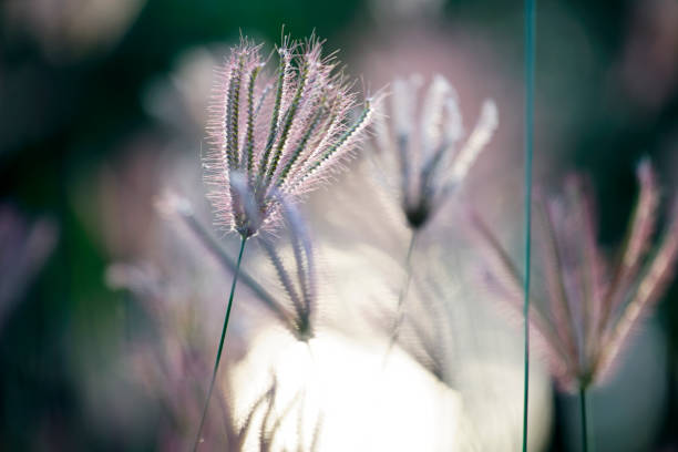 Delicate Wild Grasses in Soft Focus with Blurred Background, Glowing Light Enhancing Natural Beauty, Ideal for Nature-Themed Projects and Designs