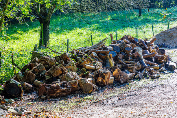 istock Pieces of tree trunks and branches piled up on dirt ground 2184515323