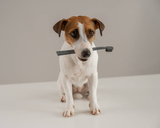 istock Jack Russell Terrier dog holds a toothbrush in his teeth. 2184515741