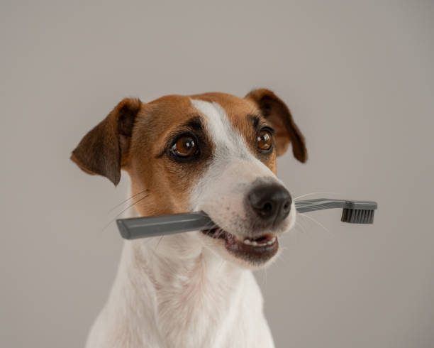 istock Jack Russell Terrier dog holds a toothbrush in his teeth. 2184515912