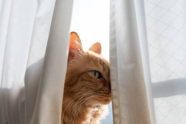 istock A cat peeking out from between the curtains 2184517017