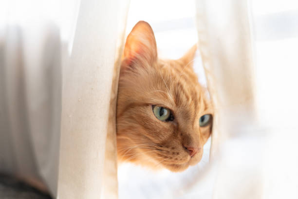 istock A cat peeking out from between the curtains 2184517044
