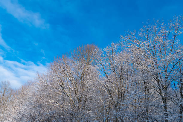 Trees covered in frost in snow forest in winter on blue sky.