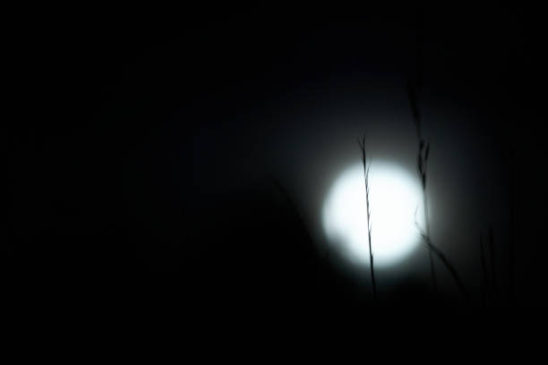 Moonlight casts a soft glow in the dark night, creating a tranquil atmosphere. Silhouetted grass sways gently in the foreground, adding to the peaceful ambiance.