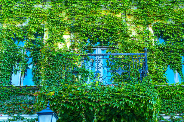 Beautiful balcony covered in lush green ivy against vibrant blue wall. Exotic foliage creates stunning visual contrast, enhancing architectural charm.