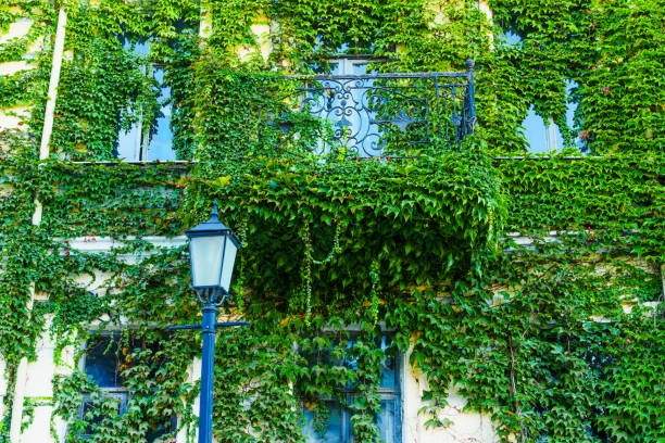 Charming balcony draped in vibrant green ivy, set against an old building, showcasing the beauty of nature intertwined with architecture.