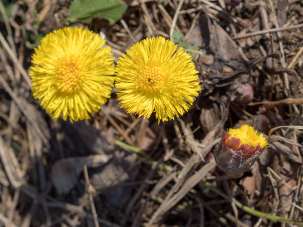 istock coltsfoot flowers in spring day 2184522424