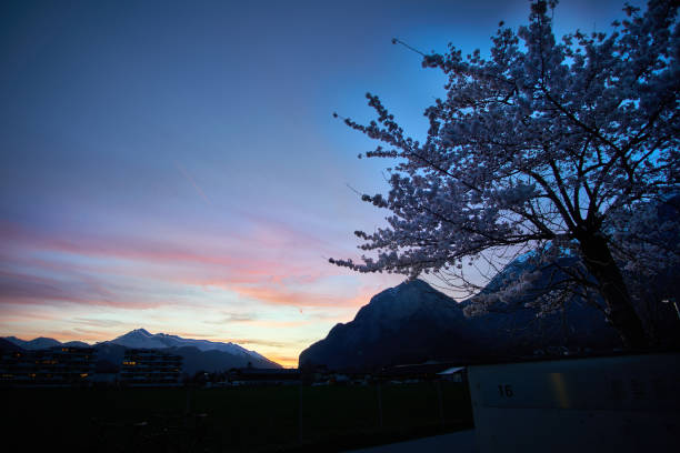 A breathtaking cherry blossom tree stands silhouetted against a colorful sunset. Majestic mountains loom in the distance, creating a tranquil atmosphere.