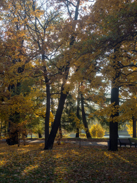 istock landscape in autumn park 2184522609