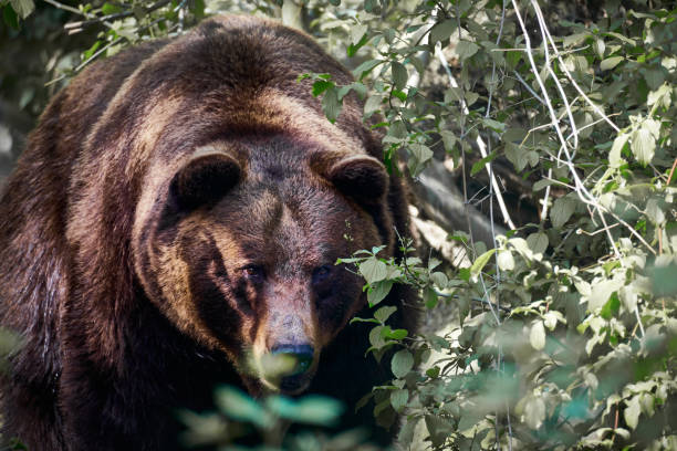 istock Large brown bear foraging in a dense forest environment during daylight hours, showcasing its natural habitat and behaviors 2184522953