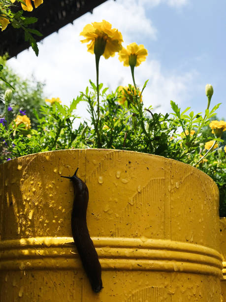 A close-up of a slug climbing a wet yellow flower pot adorned with bright marigolds. The image captures a lively summer garden scene under a clear sky.