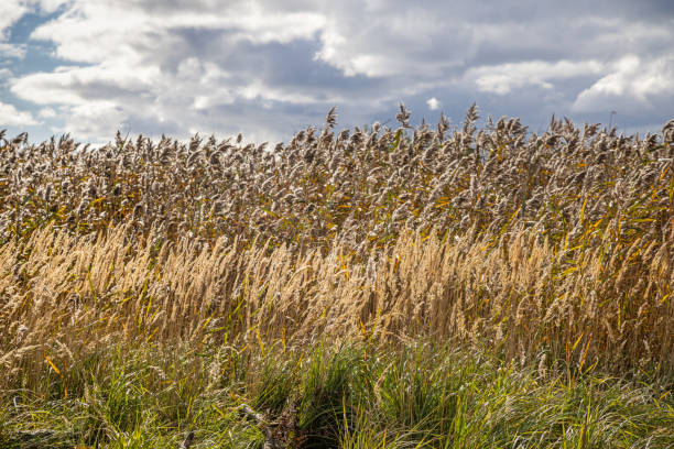 As the wetlands are expanded to fight the reduction of the number of species in the nature, there will be areas with the reeds which in the past where used for thatching houses. The picture is taken at Kalvebod Fælled - Kalvebod Commons, which is a nature area and public park close to the center of Copenhagen