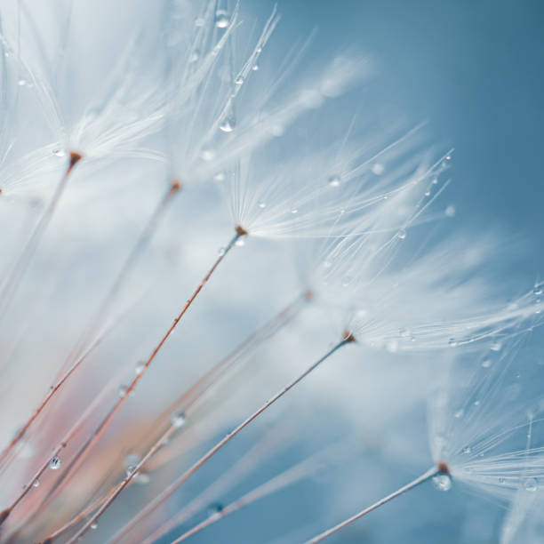 istock dandelion flower seed in springtime, blue background 2184526154