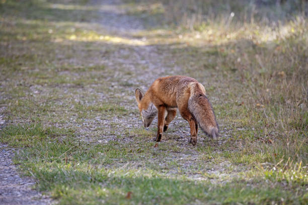 istock European red fox, Vulpes vulpes on a dirt road 2184526326