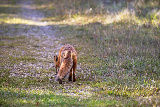istock European red fox, Vulpes vulpes on a dirt road 2184526358