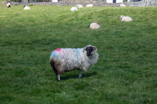 istock Summer afternoon with sheep on a farm in Ireland. 2184526631