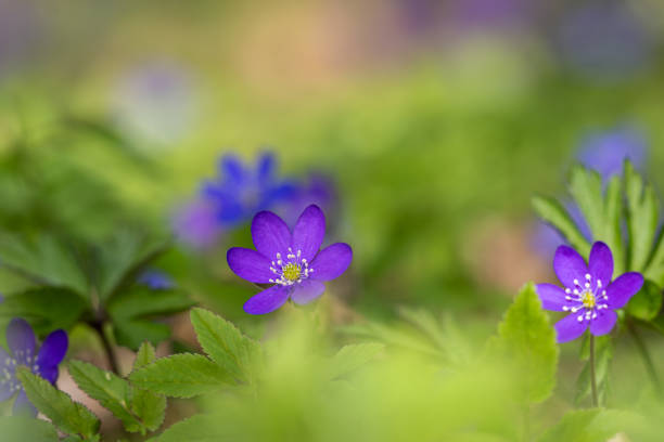 Hepatica flowers that blooming in the forest in early spring. Hepatica nobilis spring flowers, soft floral background. Selective focus.