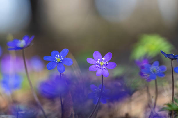 Hepatica flowers that blooming in the forest in early spring. Hepatica nobilis spring flowers, soft floral background. Selective focus.
