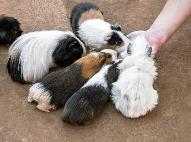 istock High angle view of a group of guinea pigs feeding 2184526832