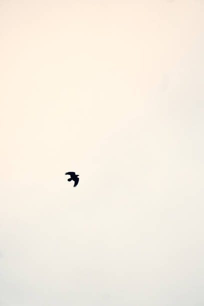 A solitary bird glides gracefully against a soft, pastel sky at dusk, evoking a sense of peace and freedom in the fading light of day.