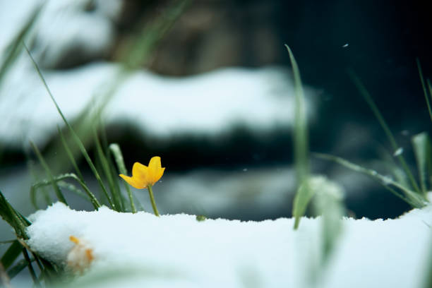 istock Yellow flower emerges from snow in a serene natural setting during early spring 2184528329