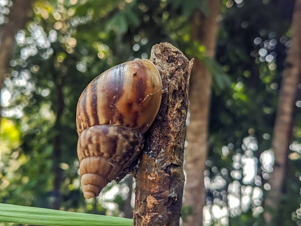 istock A snail gracefully perched on a branch, set against a blurred forest backdrop. 2184528525