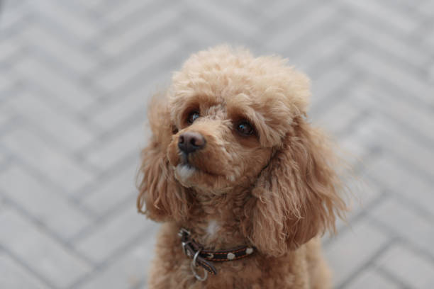 istock dog looking at owner 2184530515