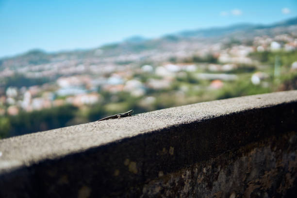 A small lizard sunbasks on a stone wall, overlooking a picturesque hillside town. The clear blue sky enhances the vibrant landscape in the background.