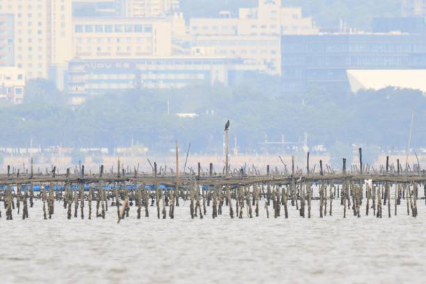 Cormorant Perched on a Post Overlooking a Coastal Aquaculture Farm