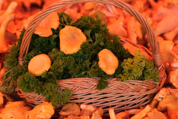 A basket with chanterelles and parsley