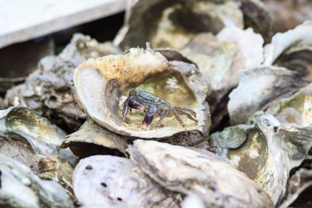 istock Small Crab Hiding Among a Pile of Oyster Shells 2184536669