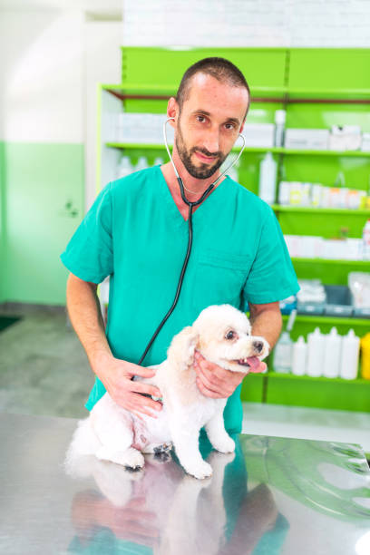 istock Veterinarian examining a small dog with stethoscope in veterinary clinic 2184537183