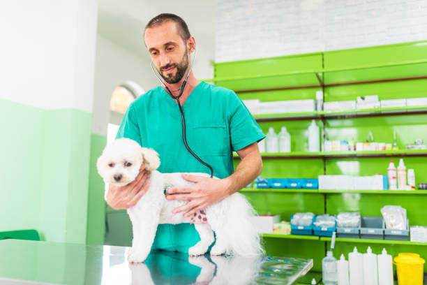 istock Veterinarian examining a white dog with stethoscope in clinic 2184537185