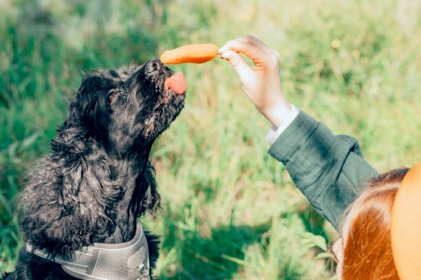 istock harmonious bond between humans, pets, and nature, promoting mental well-being and stress relief through outdoor activities 2184537274