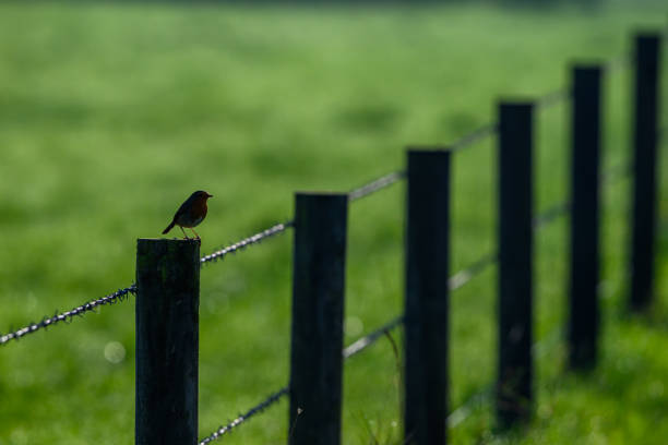 Single Robin Bird standing on a fence post