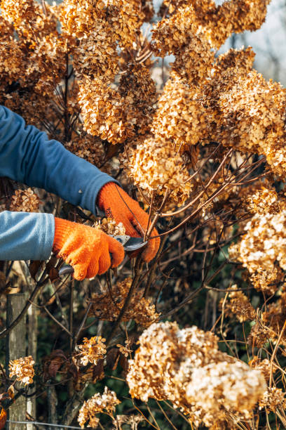 istock A gardener wearing gloves trims wilted hydrangea flowers before winter 2184542195