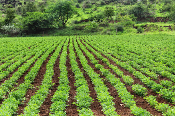 Peanut Field, Peanut plantation fields. Peanuts are growing in the fields. Luxuriant Peanut Plantation. showcase thriving peanut plants spreading across productive farmland in a vivid green hue