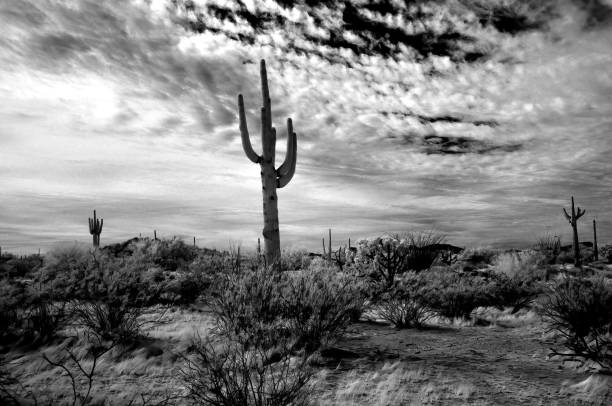 istock Sonora Desert Arizona in Infrared 2184546194