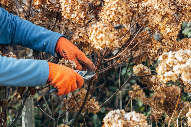 istock A gardener wearing gloves trims wilted hydrangea flowers before winter 2184547073