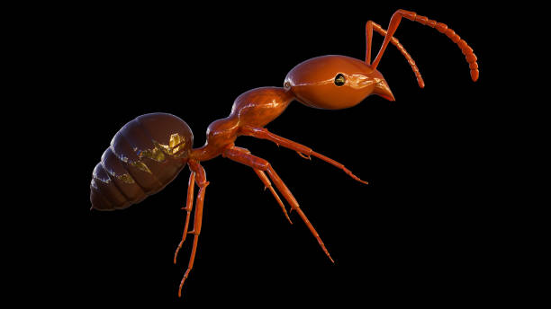 3d rendering of Formica rufa is a species of ant commonly known as the red wood ant. These ants are easily recognizable by their reddish-brown color and large size.