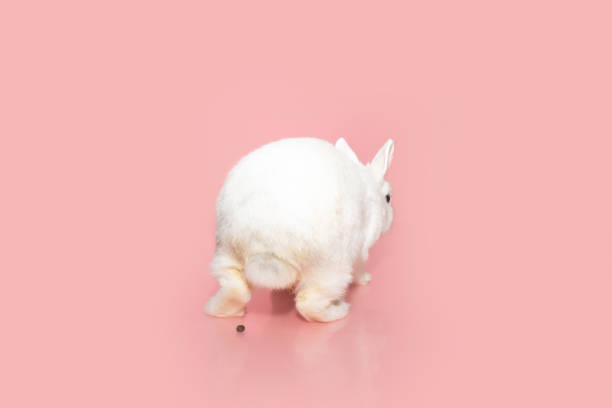 Funny rabbit bunny pet portrait backwards. Isolated on pink background on spring, summer season. Easter concept