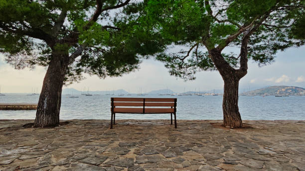 A bench is sitting in front of two trees by the water