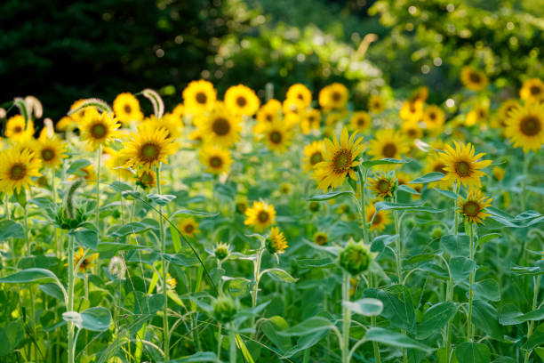 istock Sunflowers in full bloom, fields, midsummer scenery, refreshing, nostalgic 2184556398